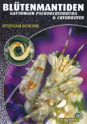 Blütenmantiden Gattungen Pseudocrebotra und Creobroter