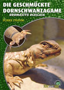 Die Geschmückte Dornschwanzagame Uromastyx ocellata