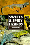 Swifts and Spiny Lizards