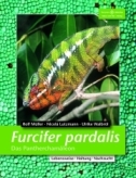 Furcifer pardalis. Das Pantherchamäleon.