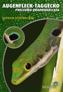 Augenfleck – Taggecko Phelsuma quadriocellata