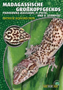 Madagassische GroSkopfgeckos Paroedura bastardi, P. picta und P. stumpffi