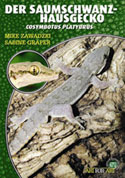 Der Saumschwanz – Hausgecko Cosymbotus platyurus
