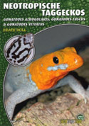 Neotropische Taggeckos Gonatodes albogularis, G. fuscus und G. vittatus