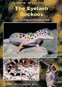 Eyelash Geckos