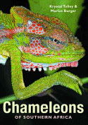 Chameleons of Southern Africa 