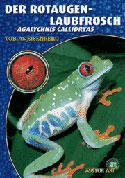 Der Rotaugen - Laubfrosch Agalichnis callidryas