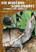 Die Moschus-Schildkröte Sternotherus odoratus
